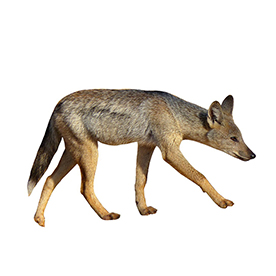 لا توجد صورة