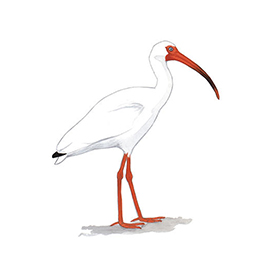 لا توجد صورة