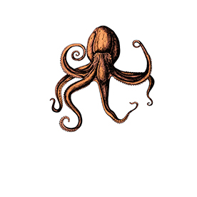 لا توجد صورة