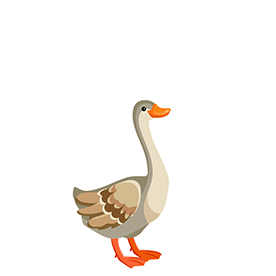 لا توجد صورة