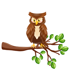 لا توجد صورة