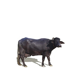 لا توجد صورة