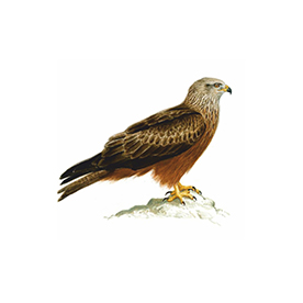 لا توجد صورة