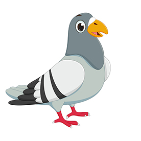 لا توجد صورة