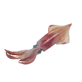 لا توجد صورة