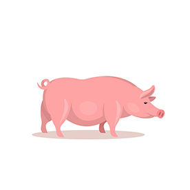 لا توجد صورة