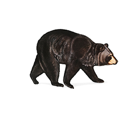 لا توجد صورة