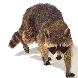 لا توجد صورة