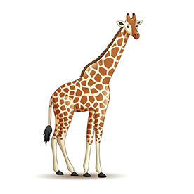 لا توجد صورة