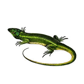 لا توجد صورة