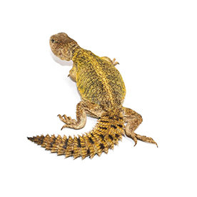 لا توجد صورة