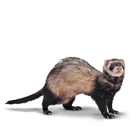 لا توجد صورة