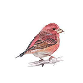 لا توجد صورة