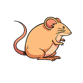 لا توجد صورة