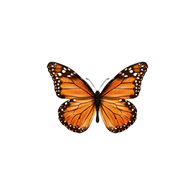 لا توجد صورة