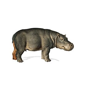 لا توجد صورة