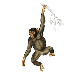 لا توجد صورة