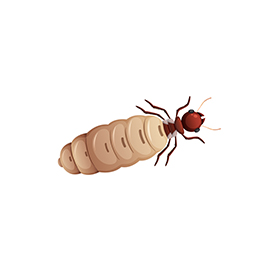 لا توجد صورة