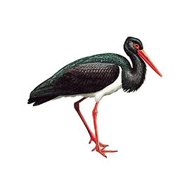 لا توجد صورة