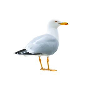 لا توجد صورة