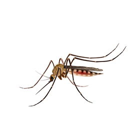 لا توجد صورة