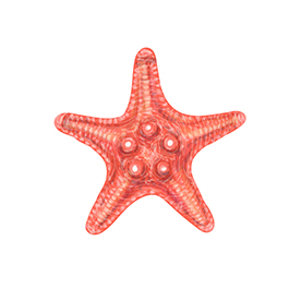 لا توجد صورة