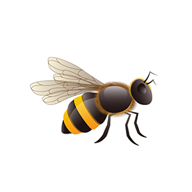 لا توجد صورة