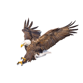 لا توجد صورة