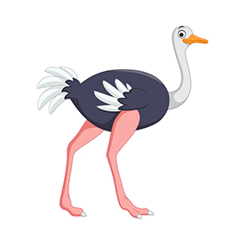 لا توجد صورة