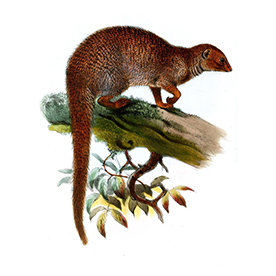 لا توجد صورة