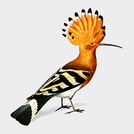 لا توجد صورة