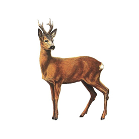 لا توجد صورة